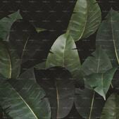 Арт Тапет Zamia