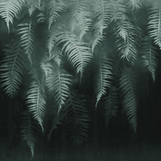 Арт тапет за баня The breath of ferns | 18