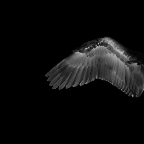 Life 11 - White angel